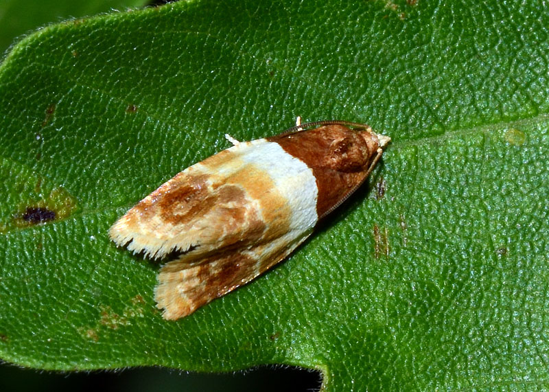 Tortricidae Epinotia festivana